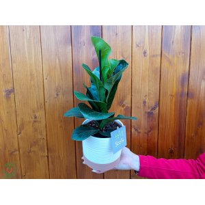 Fikus lýrovitolistý (Ficus lyrata) - výška 20-30 cm, kont. C1L - OKRASNÝ KVETINÁČ 